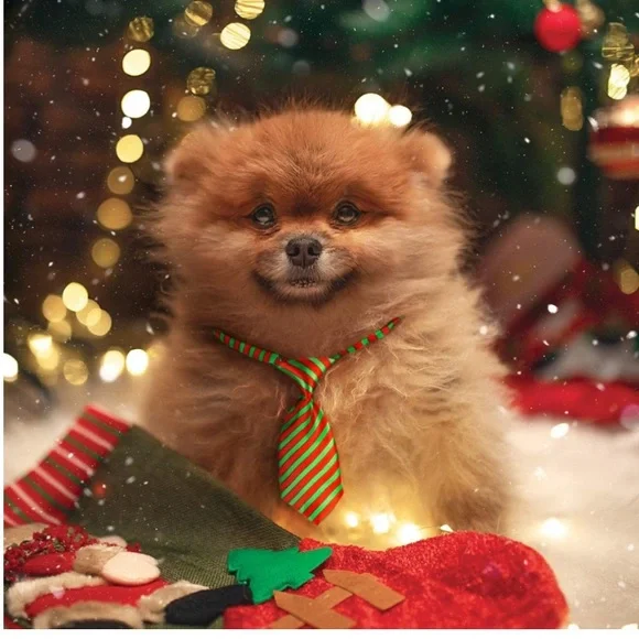 Christmas Necktie Pet Collar Adjustable Dog Cat Clip Buckle  Tie Fits SM Med Lrg - Picture 10 of 12